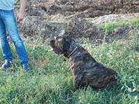 cane corso brindle